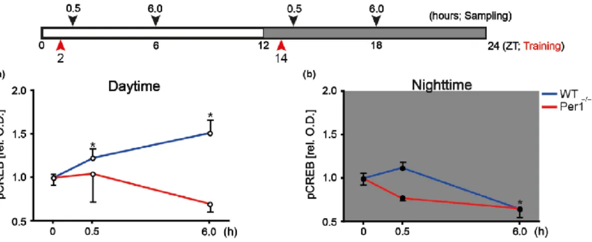 Figura 4. Concentración de CREB fosforilado durante el día y la noche en ratones con genotipo salvaje (WT) y  knockout para Period1 (Per 1-/-)