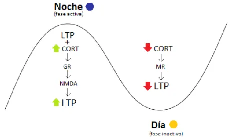 Figura 6. Esquema sobre el mecanismo de acción y los efectos de la corticosterona sobre la LTP durante un  ciclo circadiano