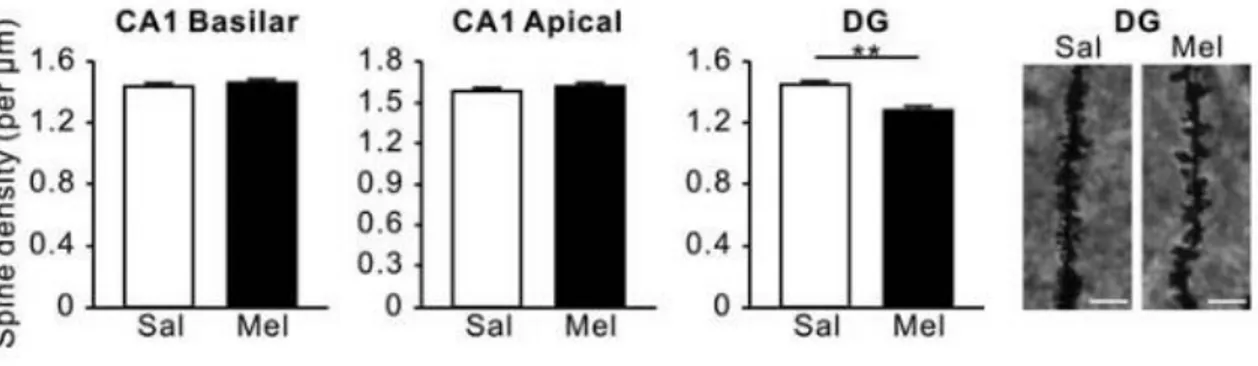 Figura  12.  Efecto  de  la  melatonina  sobre  la  densidad  de  espinas  dendríticas  en  la  región  CA1  y  el  giro  dentado
