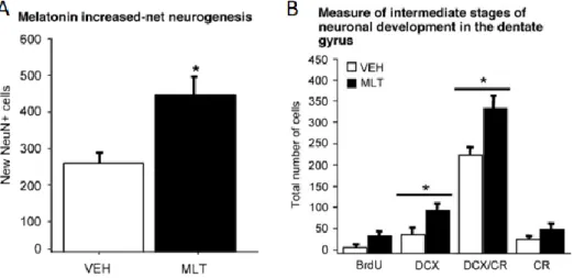 Figura 15. Efectos de la melatonina en la neurogénesis adulta del hipocampo. En el gráfico A se muestra la  neurogénesis neta del control y con melatonina
