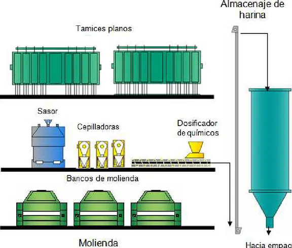 Figura 1.5  Diagrama esquemático de la etapa de molienda del proceso de  producción de harina