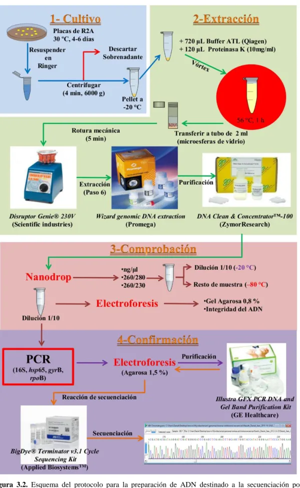 Figura  3.2.  Esquema  del  protocolo  para  la  preparación  de  ADN  destinado  a  la  secuenciación  por  plataformas SNG