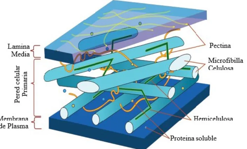 Figura 6. Estructura de la pared primaria y los enlaces entrecruzados.