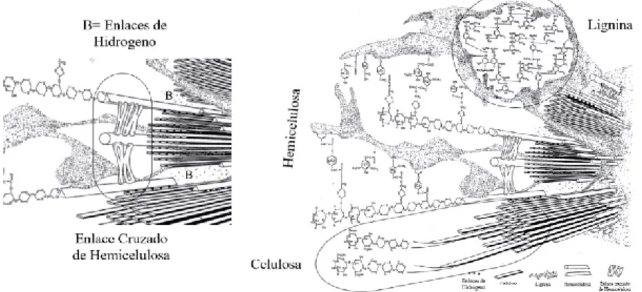 Figura 7. Representación estructural de la pared secundaria de la célula.