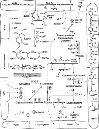 Figura 8. Mecanismos enzimáticos extra e intracelulares  implicados en la degradación de la lignina y la celulosa por el  hongo de la pudrición blanca Phanerochaete chrysosporium.