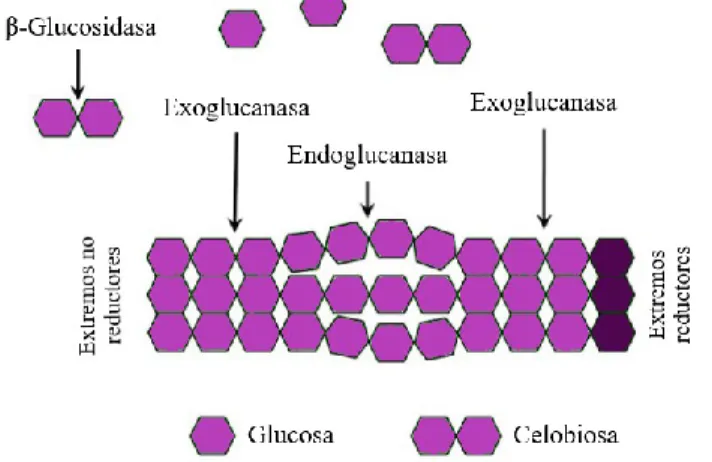 Figura 9. Sistemas enzimáticos implicados en la degradación de  la celulosa.