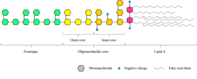 Figura  2:  Representación  esquemática  del  LPS  en  la  que  se  pueden  observar  sus  diferentes  partes, incluyendo el antígeno O (Gemma, et al., 2016)