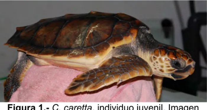 Figura 1.- C. caretta, individuo juvenil. Imagen tomada en el Centro de Rescate de Palma Aquarium por Guillem Félix, el 05/06/2018.