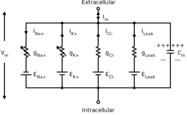 Figura 9: Representaci´ on de la membrana en forma de circuito [1]