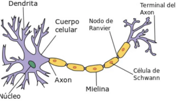 Figura 2: Composici´ on de la neurona [3]