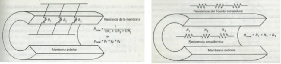 Figura 3: Propiedades de la membrana [11]