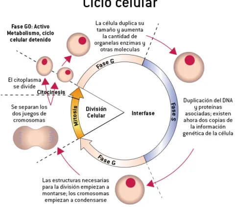 FIGURA 8. Ciclo celular. Tomado del sitio web Diccionario Actual (consultado el 15 de mayo de 2019).