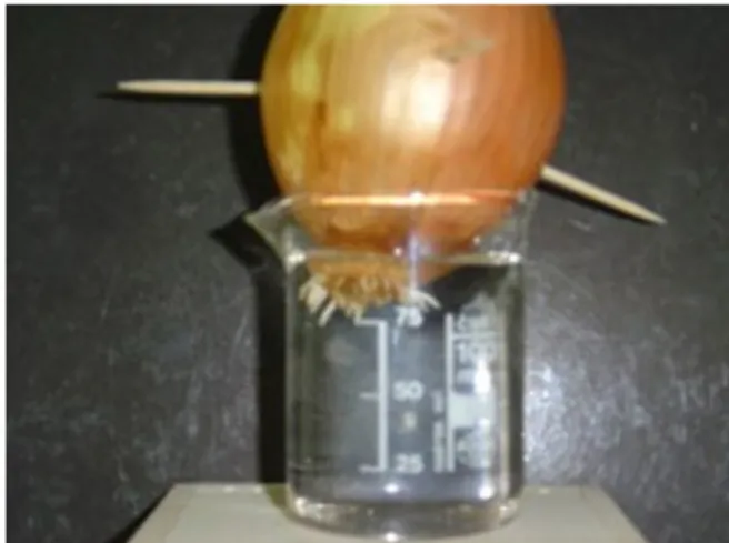 FIGURA 9. Mitosis. Tomado del sitio web Psicología y Mente  (consultado el 15 de mayo de 2019).