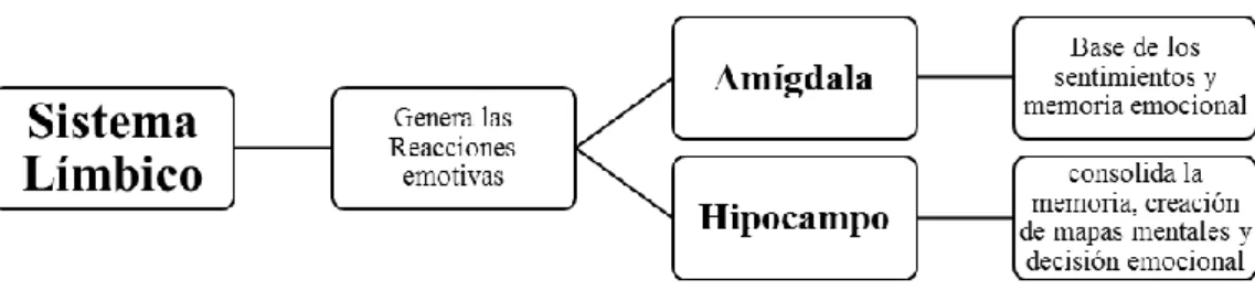 Figura 2. Sistema límbico 