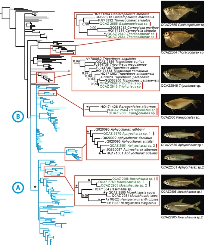 Fig 2. Phylogeny showing uncovered cryptic species. Bayesian consensus phylogram of 231 characins based on DNA sequences of the mitochondrial gene 16S