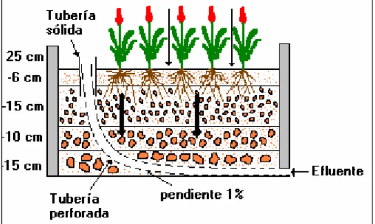 Ilustración 6 Biofiltro subsuperficial de flujo vertical 