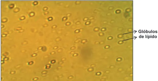 Figura 3.5. Microfotografía de la emulsión CBd (100 X), las estructuras esféricas  representan la fase discontinua (BW) 