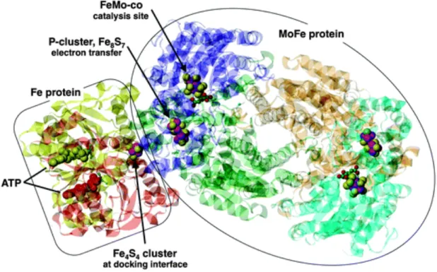 Figure 2. Structure of the docked Fe protein and MoFe protein (Dance., 2013). 