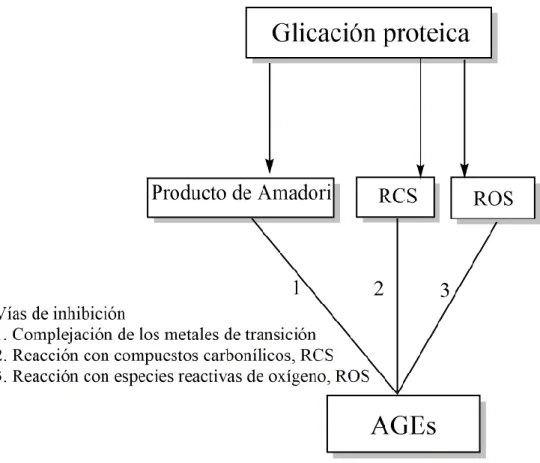 Figura 1.6. Esquema general de la inhibición de la formación de AGEs. 