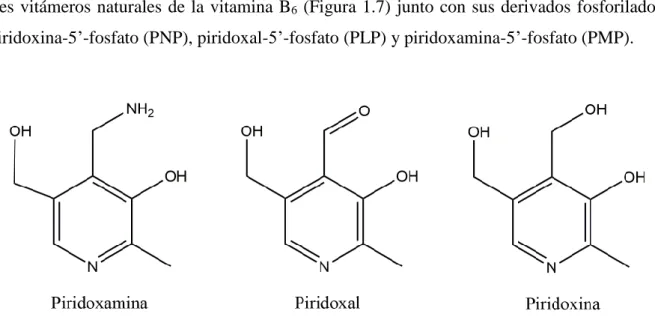 Figura 1.7. Vitámeros de la vitamina B 6