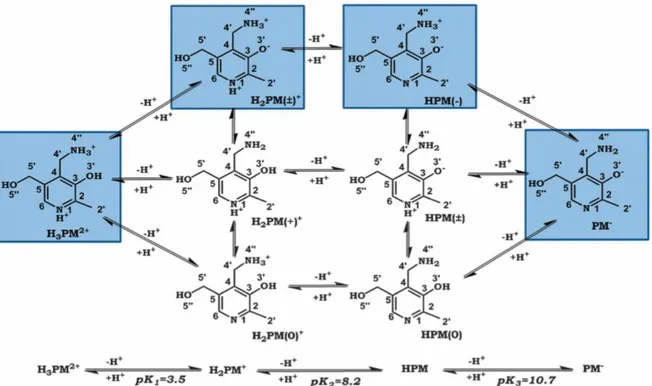 Figura 1.8. Equilibrio ácido-base de la piridoxamina. Los estados H 3 PM 2+ , H 2 PM + , HPM, PM -  hacen referencia  a las formas iónicas de la piridoxamina