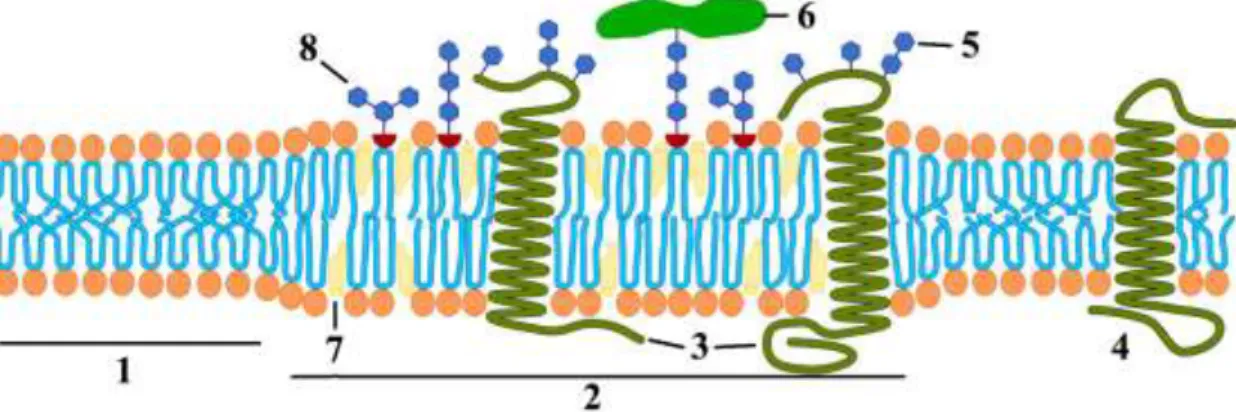 Figura 1. Esquema de una membrana celular con varios tipos de microdominios. Región líquida desordenada (1) y  líquida ordenada de tipo lipid rafts (2) con proteínas transmembranales (3, 4), que pueden presentar glicosilaciones  post-traduccionales  (5)