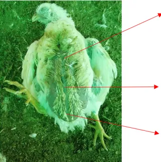 Ilustración 6. Mortalidad. Ave con presencia de cambios cadavéricos, perdida de plumaje  y  edema  en  cavidad  celómica  visible  en  la  región  ventral,  compatible  con  síndrome  ascítico