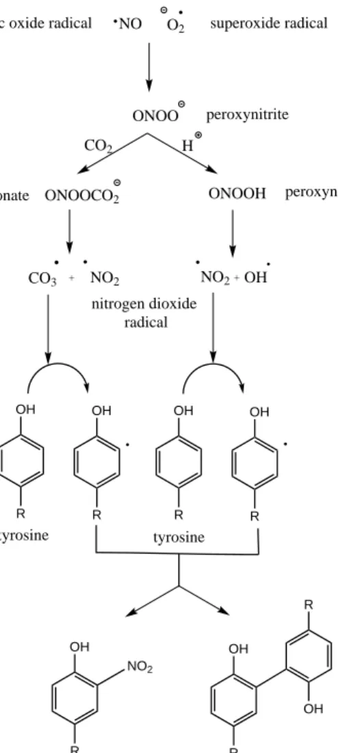 Figure 1.10: Free-radical pathways leading from nitric oxide and superoxide to 3-NT and o,o’-dityrosine crosslinks