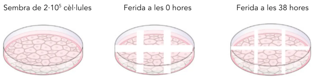 Figura 4. Representació de les etapes del Wound Healing Assay. Extret i modificat de  http://www.nature.com/scitable/content/ne0000/ne0000/ne0000/ne0000/14264811/chow_fig1_2_1.jpg