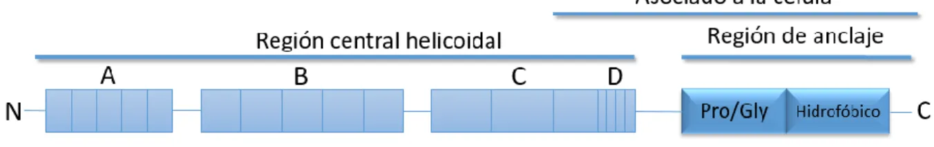 Figura  4.  Estructura  de  la  proteína  M.  La  proteína  M  está  compuesta  por  cuatro  dominios:  A,  B,  C  y  D