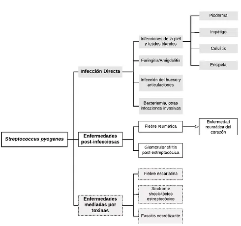 Figura 1. Principales manifestaciones causadas por  Streptococcus pyogenes. Se representan las enfermedades  más  comunes  provocadas  por  una  infección  de  S.pyogenes