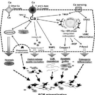 Figura  9.  Papel  del  Ca  en  la  progresión  de  la  mineralización en la ECM. 73  El aumento  de Ca favorece la  síntesis  de  vesículas  que  conduce  finalmente  a  una  apoptosis  y  necrosis  celular