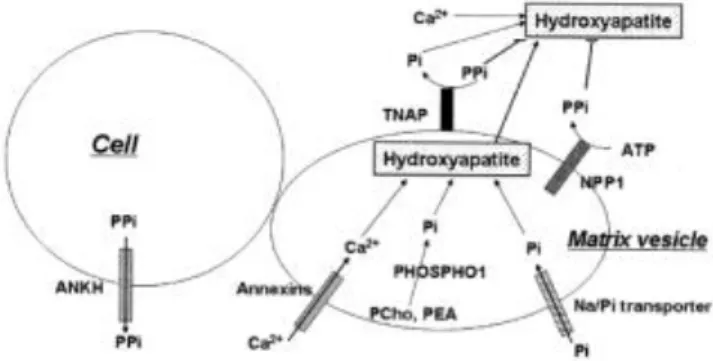 Figura 1. Esquema proceso mineralización fisiológica. 6