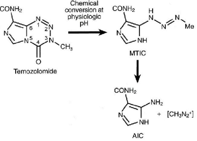Figura 4. Reacción química de conversión de la temozolomida a AIC. La reacción se lleva a  cabo en dos fases: en la primera, se produce MTIC como consecuencia de la acción del agua  sobre el carbono 4 (C 4 ) de la temozolomida, el cual es altamente electro