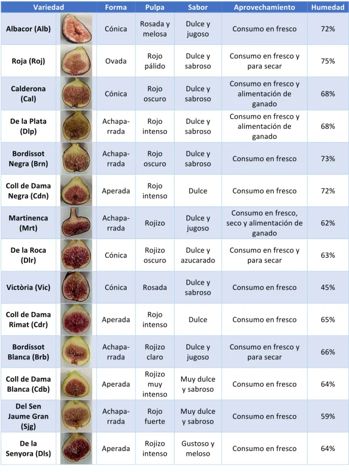 Tabla	
  1.	
  Descripción	
  de	
  las	
  variedades	
  autóctonas	
  de	
  higo	
  (Ficus	
  carica)	
  analizadas	
  