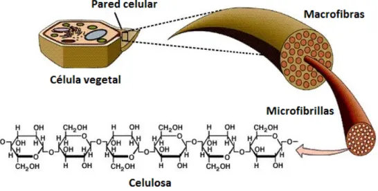 Figura	
  2.	
  Estructura	
  de	
  la	
  celulosa	
  