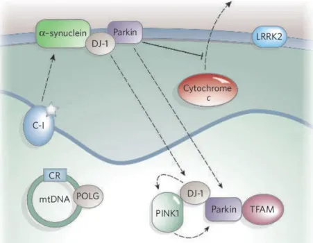Figura 8. Paper mitocondrial en el Parkinson. Per Lin &amp; Beal (2006) 