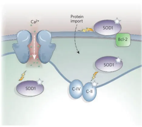 Figura 9. Paper mitocondrial en l'Esclerosi lateral amiotròfica. Per Lin &amp; Beal (2006) 