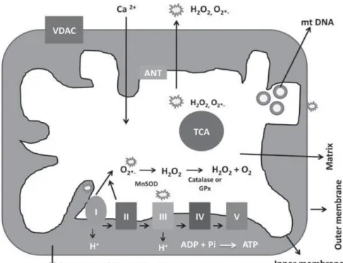Figura 2. Estructura interna de la mitocòndria. Per Reddy &amp; Reddy (2011)