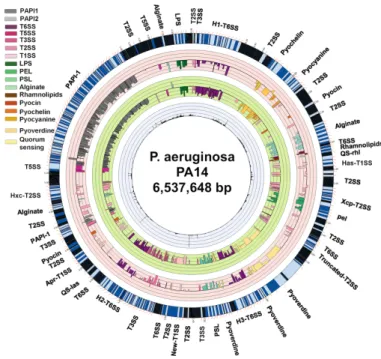 Figure  1.  Representation  of  the  P.  aeruginosa  PA14  genome  and  the  position  of  genes  encoding for identified virulence factors (adapted from Skurnik et al., 2013)