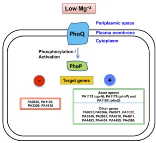 Figure 3. P. aeruginosa PhoP–PhoQ regulatory system. 