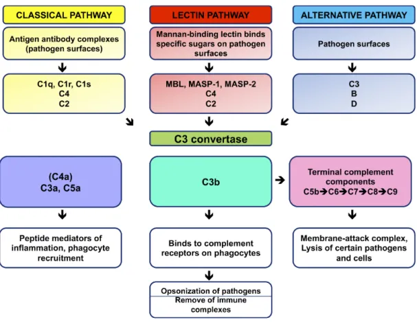Figure 6. Overview of the complement system (Adapted from Janeway CA, 2001). 