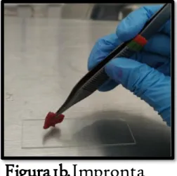 Figura 1.Extendido