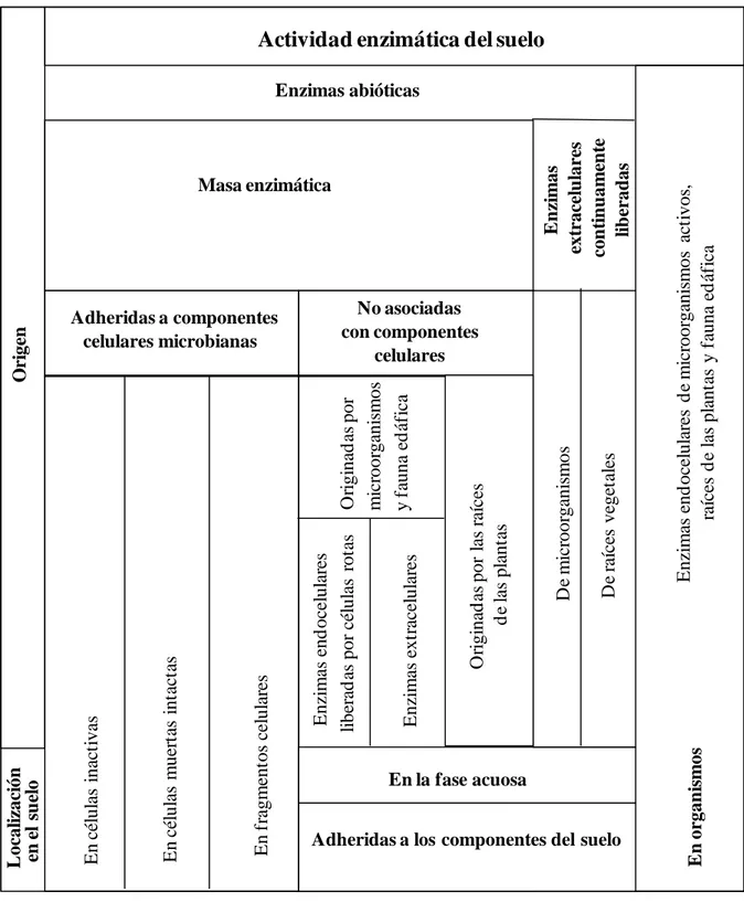 Figura  1.2. Esquema  conceptual de la composición de las actividades enzimáticas del suelo  (Tabatabai y Dick, 2002; Skujins, 1978)