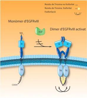 Figura IN1.7. Representació esquemàtica de  l’estructura de l’EGFRvIII. EL receptor mutat  EGFRvIII és el resultat d’una deleció en pauta  dels exons 2-7i, per tant, no té de l’aminoàcid  6 al 273, corresponents al sub-domini I i gran  part del II, cosa qu