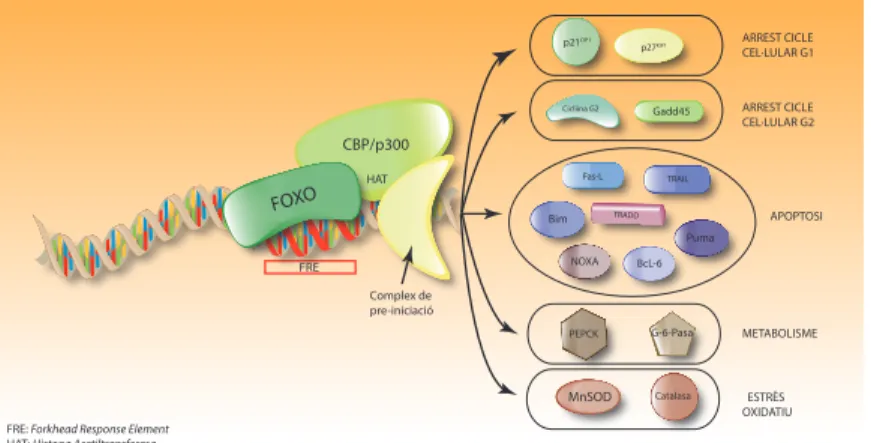 Figura IN3.2. Activitat transcripcional FOXO3a .En resposta a molts estímuls i a través de diferents vies  de senyalització incloent-hi PI3K, TGF-β, ROS i dany al DNA, FoxO3a s’uneix a l’element de resposta a  forkhead (FRE) i interactua amb el co-activado