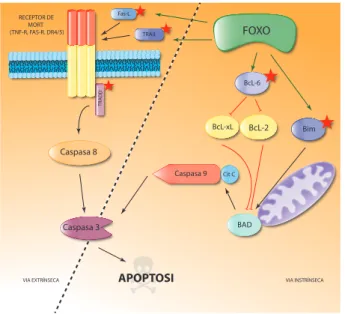 Figura IN3.4. Regulació de l’apop- l’apop-tosi a través de FOXO. Els factors  de transcripció FOXO poden induir  apoptosi a través de la regulació de  l’expressió de múltiples proteïnes  implicades a la via apoptòtica