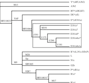 Figure 2. Phylogenetic relationships of UEP markers used to define NRY hap- hap-logroups
