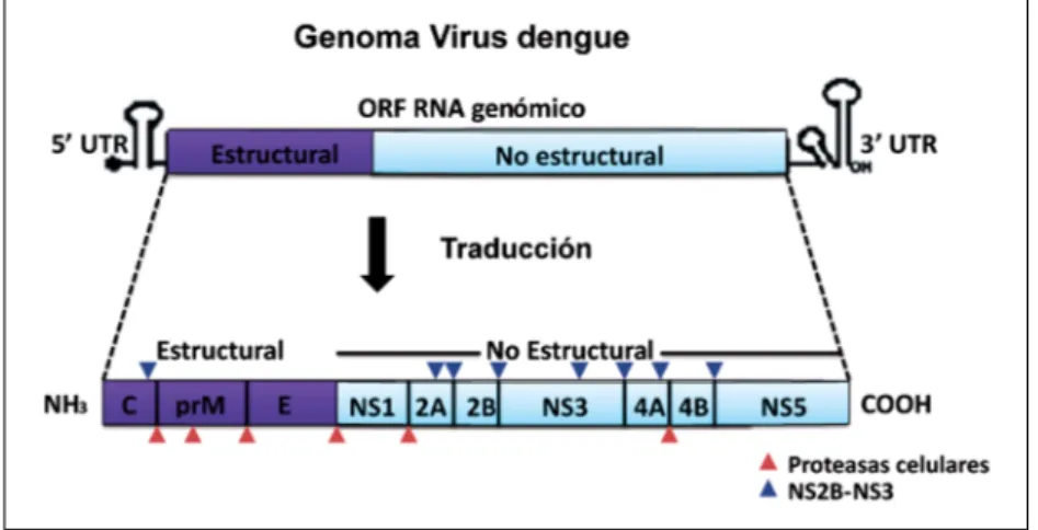 Tabla 1. Funciones de proteínas no estructurales (NS) del virus dengue