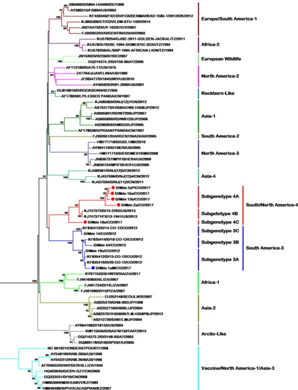 Figure 2.  Phylogenetic relationships between 68 CDV strains based on H gene sequences